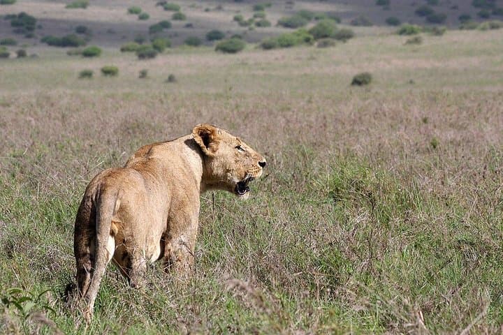 Explore Nairobi National Park: Urban Wildlife Safari and Conservation Experience photo 6