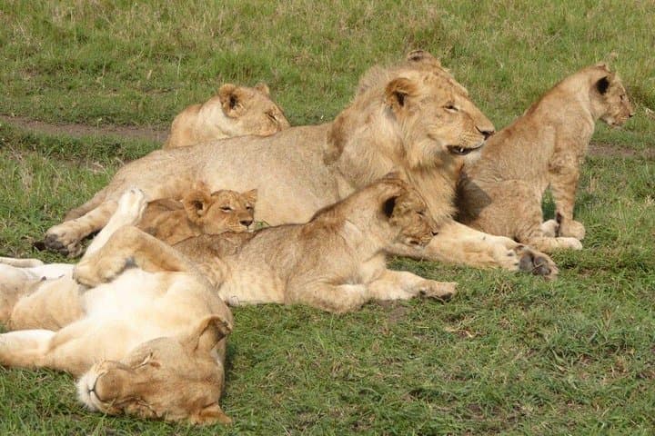 3-Day Maasai Mara Safari: Big Five Game Drives, Mara River Crossings & Lodge Stays photo 3