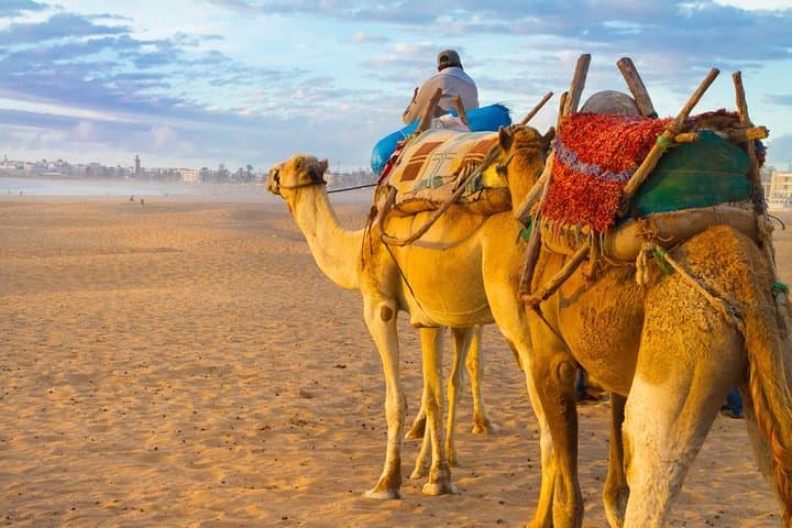 Day Trip to Essaouira from Agadir: Coastal Kasbah, Souks & Argan Farms photo 5