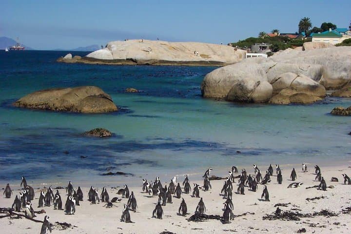 Cape Town 3-Day Essentials: Helicopter Tour, Winelands & Cape Point photo 6