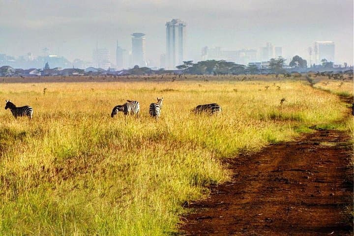 Explore Nairobi National Park: Half-Day Guided Wildlife Safari Near Nairobi photo 4