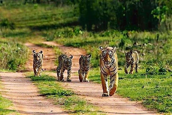 Ranthambhore Day Safari from Jaipur — Afternoon Gypsy Ride & Wildlife Viewing photo 1