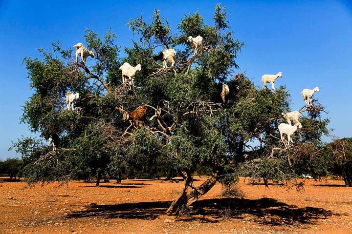 Essaouira Day Trip from Marrakech: Beaches, Medina & Argan Co-op