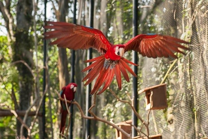 Explore Iguassu Falls & Parque das Aves: Brazilian-Side Private Tour from Puerto Iguazú photo 3