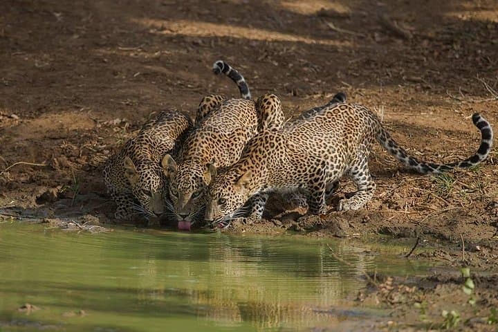 Private Full-Day Safari in Yala National Park — Leopard-Focused 12-Hour Jeep Experience photo 1