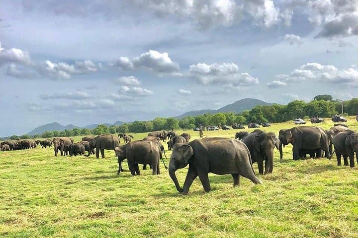 Private Evening Elephant Safari in Minneriya National Park
