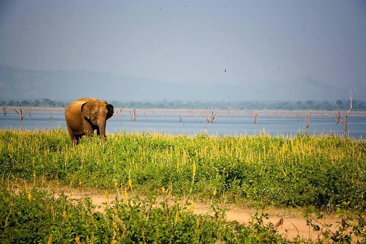 Private Evening Elephant Safari in Minneriya National Park photo 6