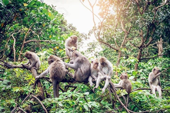 Full-Day Ubud Village Tour: Monkey Forest, Goa Gajah & Tegenungan Waterfall photo 5