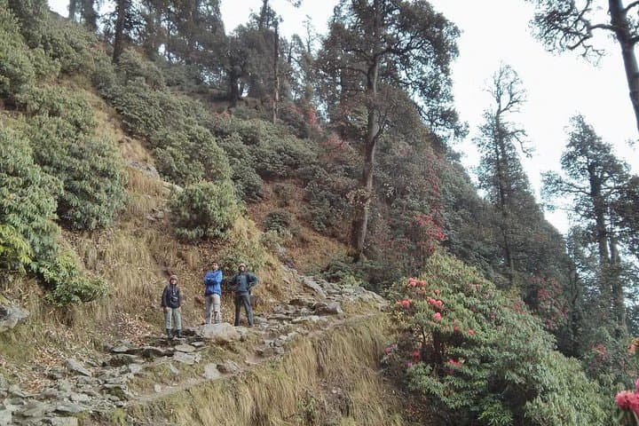 Rakh Village Nature Trek from Dharamshala — Dhauladhar Deodar Trail