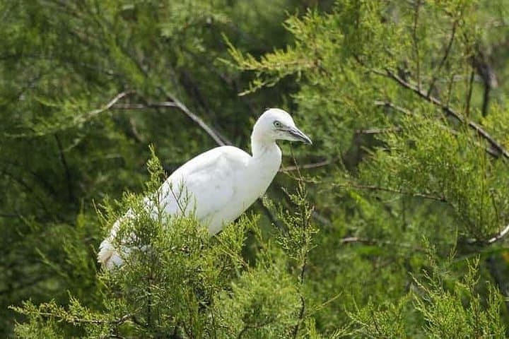 Karnala Bird Sanctuary Excursion from Mumbai — Morning Birdwatching & Karnala Fort Trek