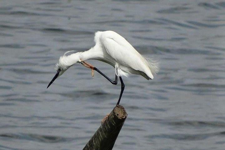 Karnala Bird Sanctuary Excursion from Mumbai — Morning Birdwatching & Karnala Fort Trek photo 2