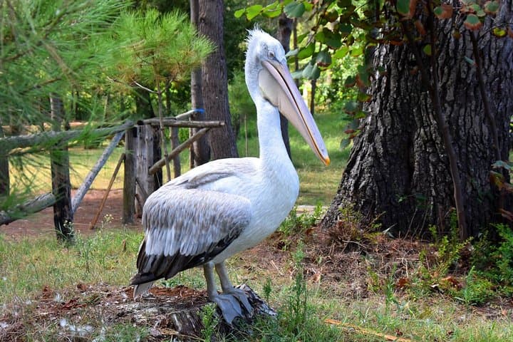 Kayak and Birdwatching at Divjaka-Karavasta National Park, Albania photo 2