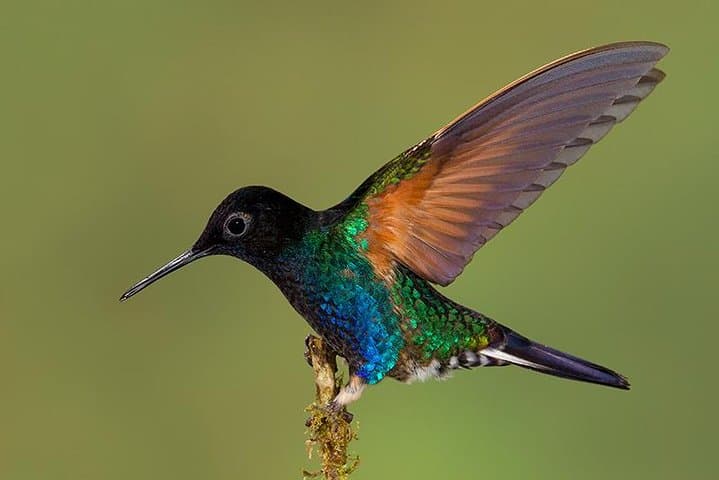 Hummingbird Expedition Quito to Mindo — Cloud Forest Birdwatching & Photo Tour