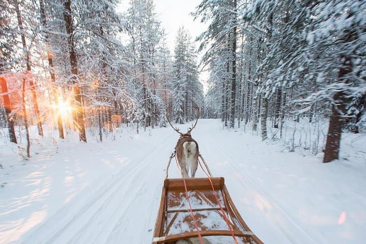 Forest Trail Reindeer Safari — Reindeer Sleigh Ride in Rovaniemi