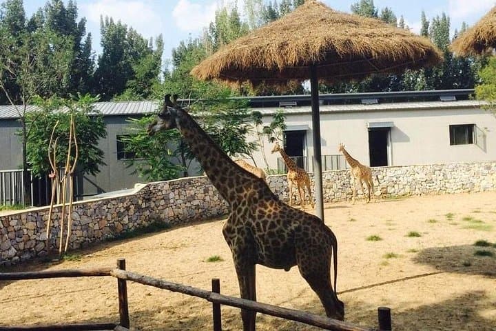 Private Full-Day Safari at Beijing Wildlife Park: Cage-Truck & Self-Drive Experience photo 3