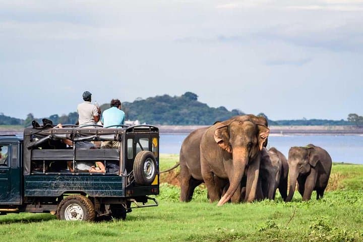 Sigiriya & Dambulla 2-Day Private Tour: Minneriya Elephant Safari and UNESCO Sites photo 6