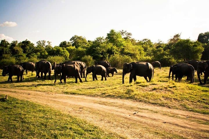 Private Jeep Safari to Minneriya, Kaudulla & Hurulu — Elephant Safari from Sigiriya photo 2