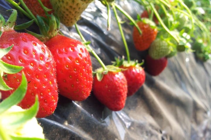 Private Strawberry-Picking & Nami Island Day Tour from Seoul
