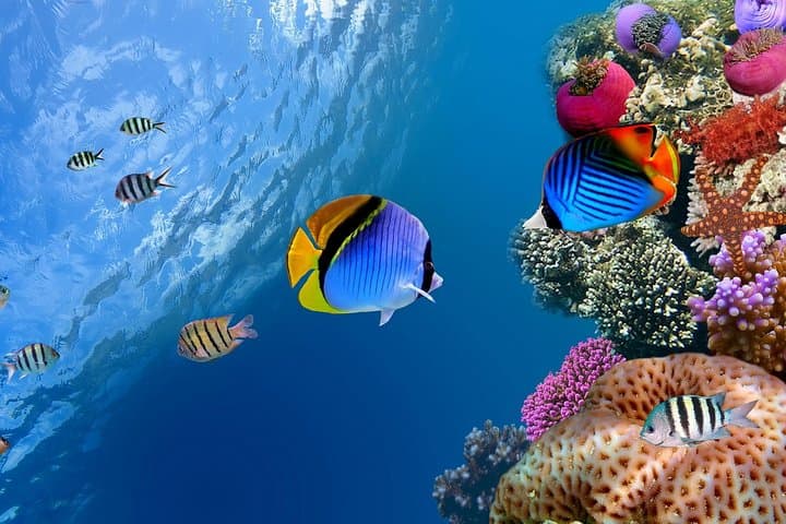 Discover Scuba on Koh Tao: 2 Guided Dives from Koh Samui photo 2