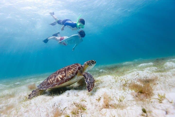 Snorkel with Turtles at Buck Island & Honeymoon Beach — St. Thomas Semi-Private Tour photo 2