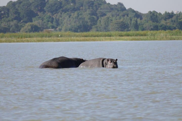 Lake Tana Monasteries and Blue Nile Falls: Full-Day Private Guided Tour from Bahir Dar