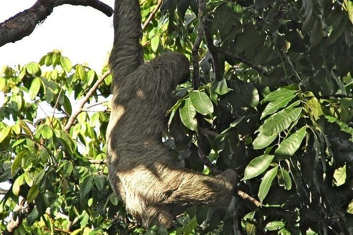 Corobici River Safari & Llanos de Cortez: Sloths, Frogs and Waterfall Hike from Playa Hermosa photo 3