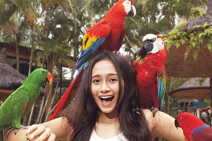Meet the Feathered Residents: Visitor Guide to Bali Bird Park photo 2