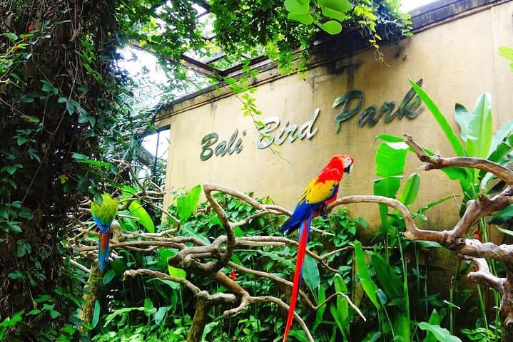 Meet the Feathered Residents: Visitor Guide to Bali Bird Park photo 3