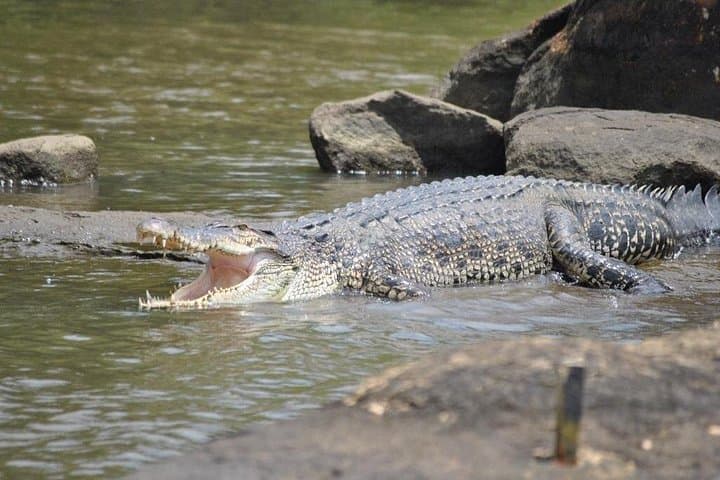 Bentota River Safari: 2-3 Hour Boat Trip to See Crocodiles, Monkeys & Mangroves photo 3