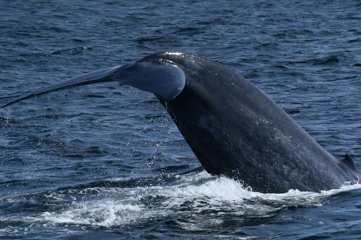 Mirissa Whale & Dolphin Watching Day Tour from Bentota — Morning Boat Safari