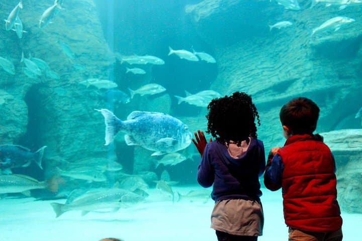 Cape Town Family Wine & Wildlife: Full-Day Private Tour with Aquarium, Giraffes & Duck Run photo 1
