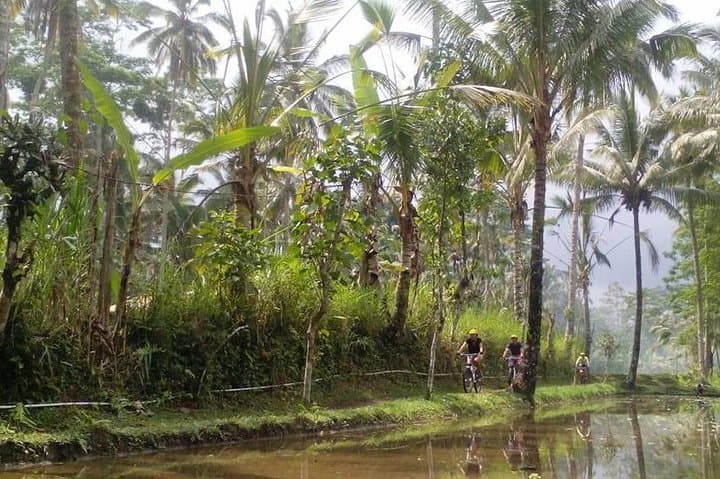 Mount Batur to Ubud Off-Road Cycling Adventure – Volcano Views and Rice-Field Singletrack