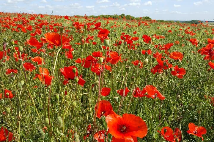 Somme Battlefield Day Tour from Lille or Arras — Australian & New Zealand WWI Sites photo 2