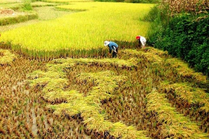 Overnight Sapa Trek: 2-Day Trekking Tour by Bus from Hanoi photo 5