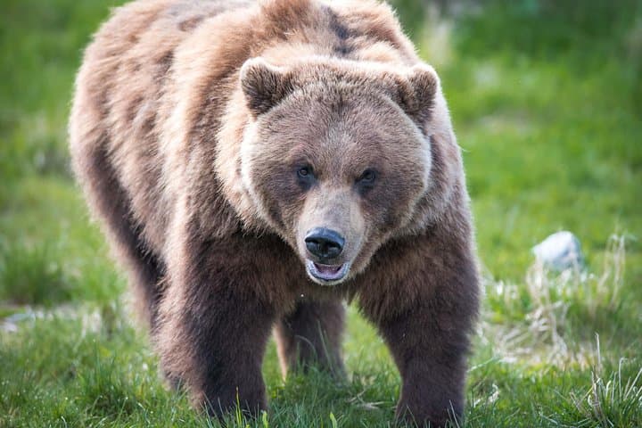 Alaska Wildlife Tour from Anchorage: AWCC, Turnagain Arm & Beluga Point