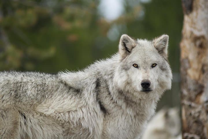 Alaska Wildlife Tour from Anchorage: AWCC, Turnagain Arm & Beluga Point photo 2