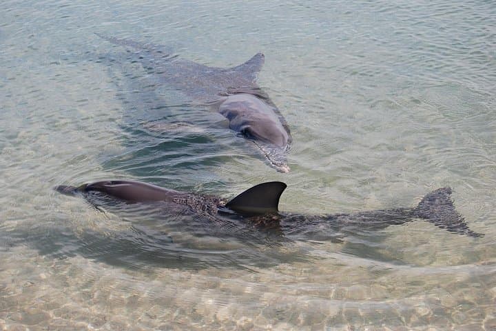 Perth to Monkey Mia: Shark Bay Air Tour & Dolphin Encounter photo 4