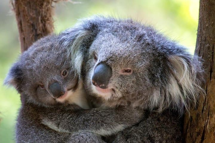 Healesville Sanctuary: Close-Up Encounters with Native Australian Wildlife