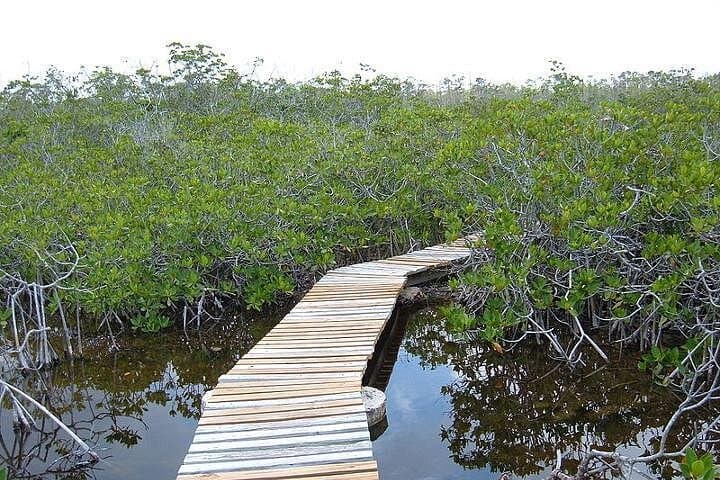 Private East End Day Trip: Lucayan National Park, Port Lucaya & Gold Rock Beach photo 4