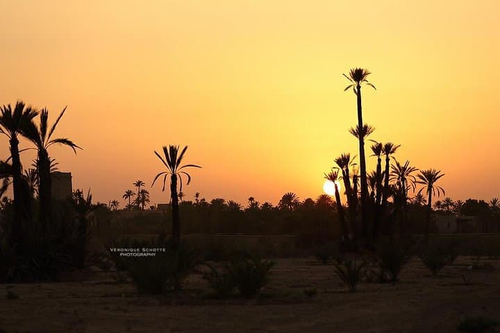 Sunset Camel Ride in Marrakech's Palmeraie: Dromedary Ride & Berber Tea Experience photo 3