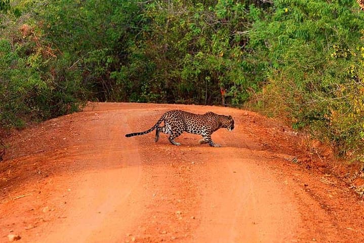 Yala National Park Safari Day Trip from Bentota — Leopard, Elephant & Birdwatching