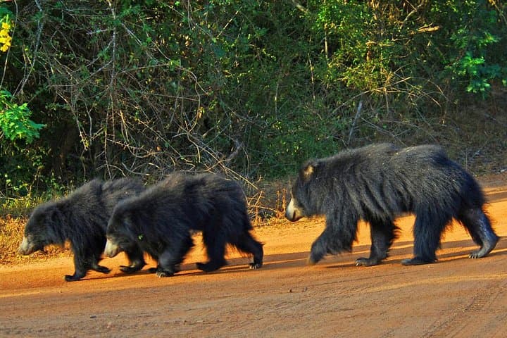 Yala National Park Safari Day Trip from Bentota — Leopard, Elephant & Birdwatching photo 3