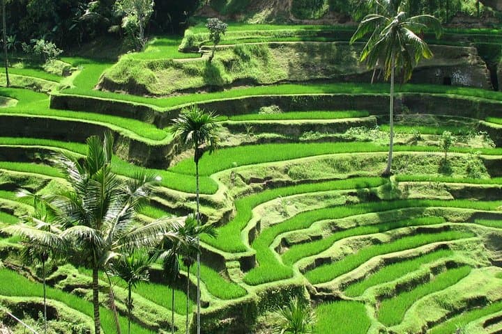 Explore Bali in a Day: Private Kintamani, Tirta Empul & Tegalalang Tour photo 3