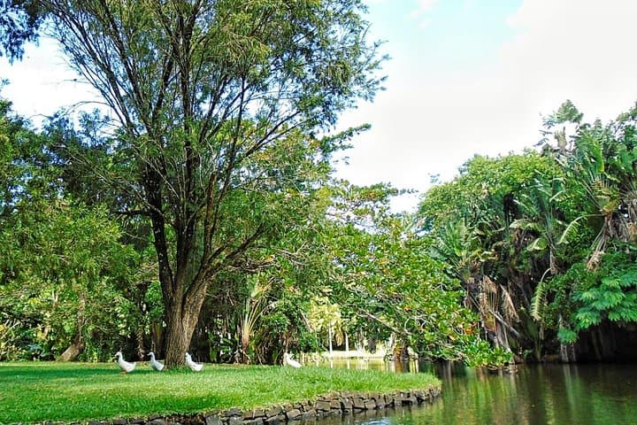 Private North Mauritius Day Tour: Pamplemousses Botanical Garden, Sugar Museum & Rum Tasting photo 5