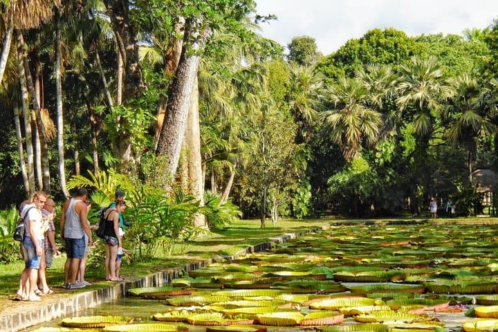 Private North Mauritius Day Tour: Pamplemousses Botanical Garden, Sugar Museum & Rum Tasting photo 4