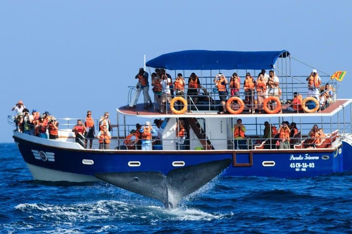 Mirissa Whale & Dolphin Safari with Galle Fort and Gem Tour