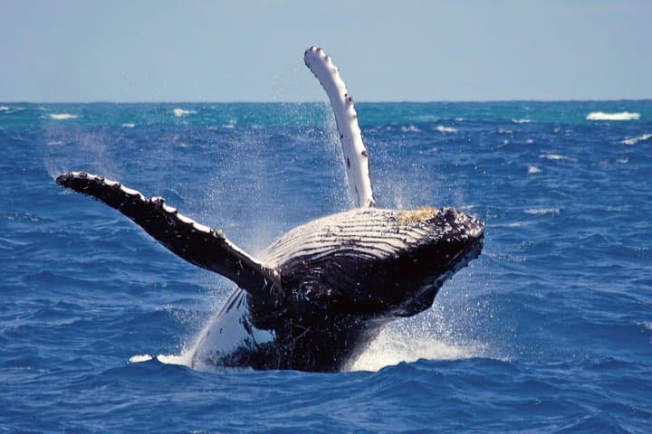 17-Day Sri Lanka Adventure: Beaches, Rainforest, Culture & Wildlife photo 5