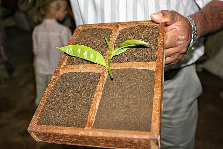 South Mauritius Private Day Tour: Tea Plantation, La Vanille Reserve & Gris Gris Coast photo 4