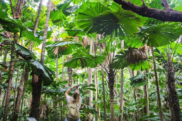 Cape Tribulation & Daintree Wilderness: Full-Day Rainforest Meets Reef Adventure