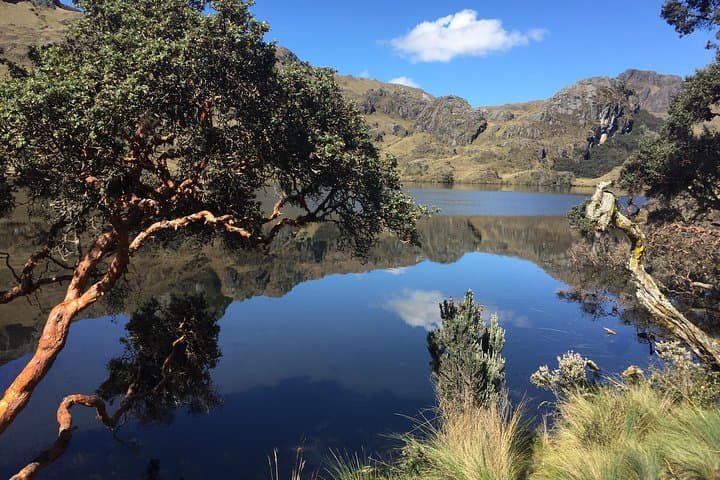 Cajas Unveiled: Half-Day Hike from Cuenca to Polylepis Forest